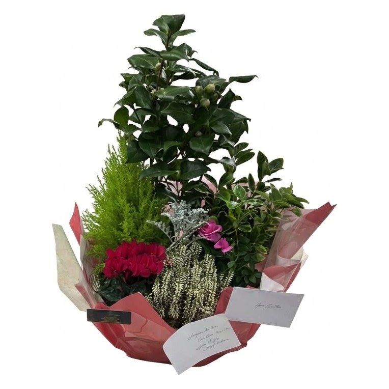 Coupe de plantes