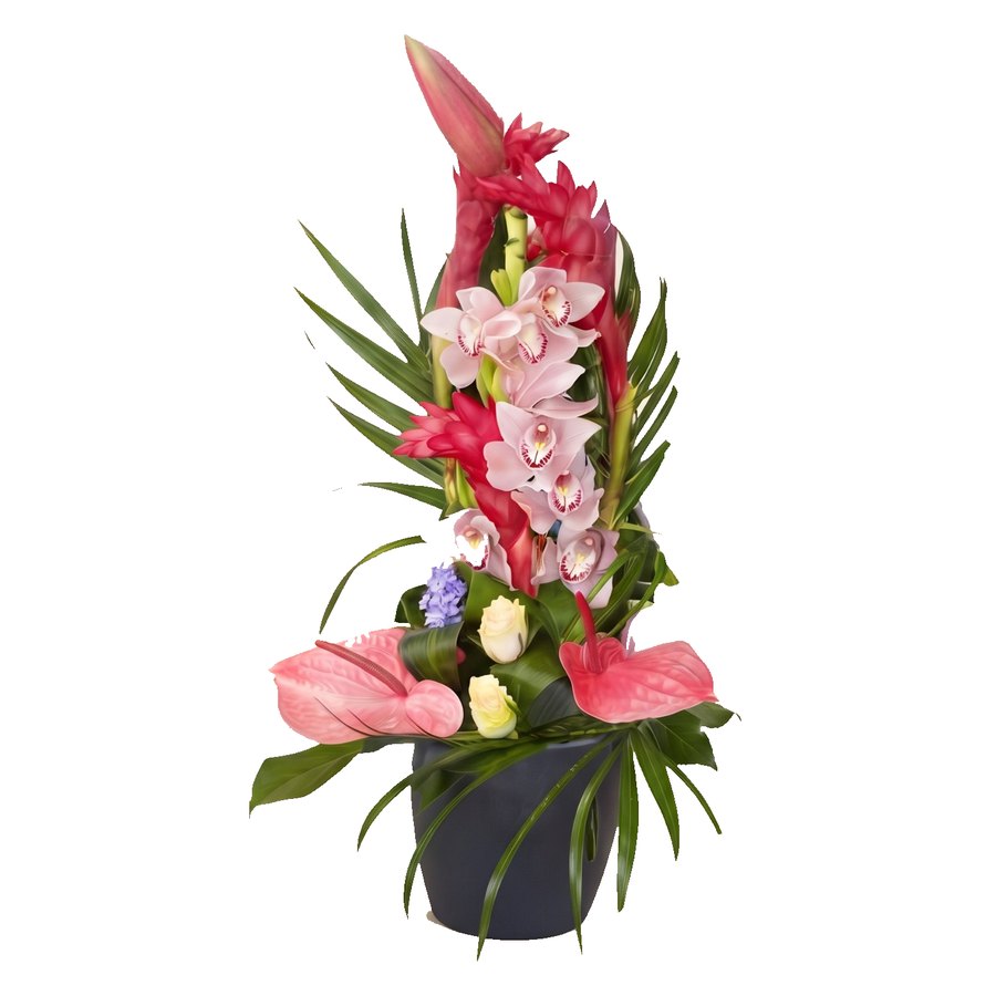 Orchidées & anthuriums