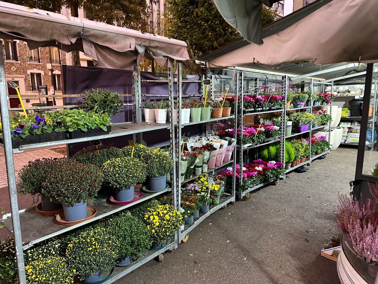 L’étal de plantes devant la boutique&nbsp;: chrysanthèmes, cyclamens, pensées et bruyères