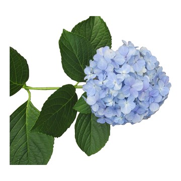 Hortensia