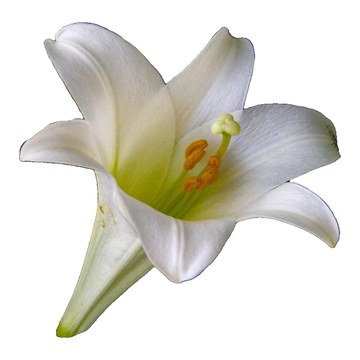 Lys blanc