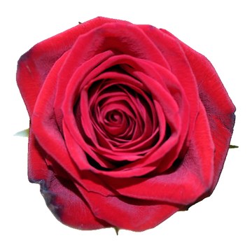 Rose rouge