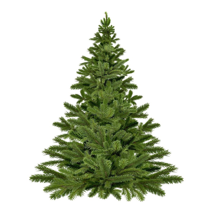 Un sapin Nordmann