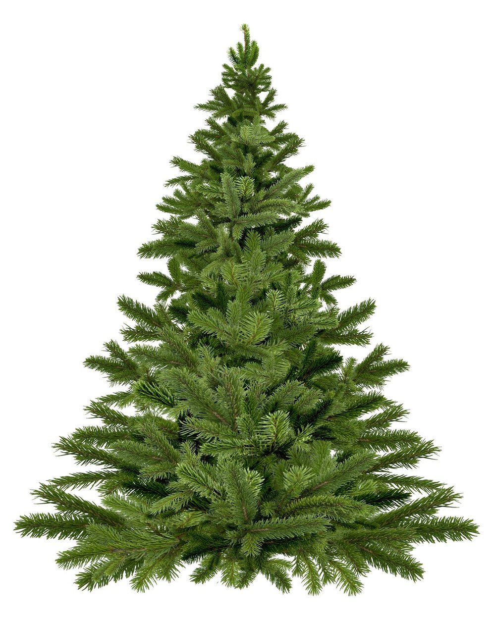 Un sapin Nordmann